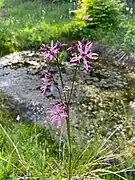 Kuckucks-Lichtnelke (Lychnis flos-cuculi)