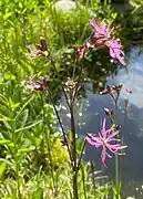 Kuckucks-Lichtnelke (Lychnis flos-cuculi)