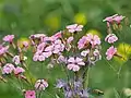 Kuhnelke (Gypsophila vaccaria)