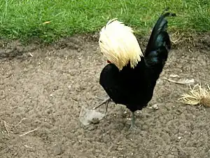 Holländer Haubenhuhn