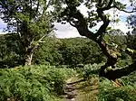 Eichenwälder in der Nähe des Upper Lake