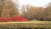 Farbenprächtiges Gehölz im Park