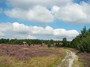 Lüneburger Heide bei Niederhaverbeck