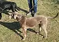 Farbmutantenalopezie und Weimaranermerkmale bei einer als "Labrador" gekauften Hündin