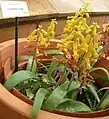 Lachenalia aloides