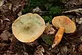 Fichten-ReizkerLactarius deterrimus