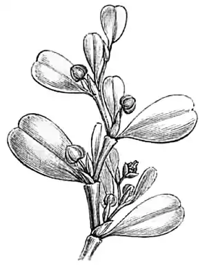 Lactoris fernandeziana, Illustration