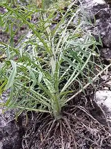 versch. Lattiche (Lactuca perennis, Lactuca serriola, Lactuca viminea, Lactuca indica)