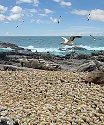 Das Bird Island Nature Reserve in Lamberts Bay