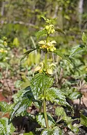 Silberblättrige Taubnessel (Lamium argentatum)