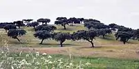 Landschaft bei Monsaraz im Alentejo, Portugal