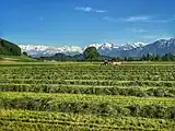 Landwirtschaft im Gürbetal in der Nähe von Toffen. Im Hintergrund die Berner Vor- und Hochalpen u. a. mit dem Niesen.