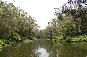 Lane Cove River