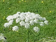 Breitblättriges Laserkraut(Laserpitium latifolium)