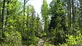 Wald auf dem Lauhanvuori