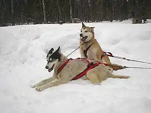 Husky (Alaskan Husky)