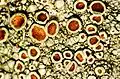 Apothecien von Lecanora pulicaris