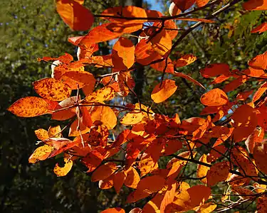 Nicht nur Sturm- und Regenwetter, auch buntes Laub gehört zum Herbst