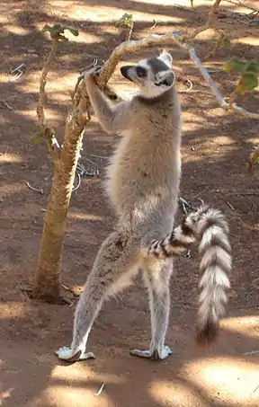 Lemur catta