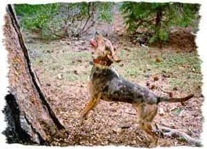 American Leopard Hound