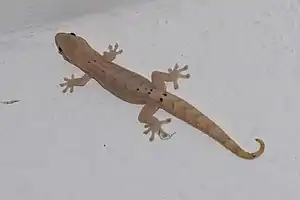 Jungferngecko