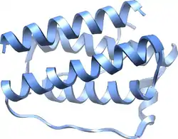 Leptin