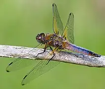 Gerade ausreifendes Männchen mit sich umfärbendem Abdomen (von Orange zu Blau)