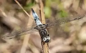 Ausgefärbtes Männchen nahezu ohne Fleckung der Flügelspitzen