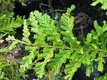 Zweig von Libocedrus plumosa