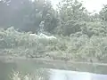 Delta-Camargue-Wildpferde im Naturschutzgebiet bei Lido di Volano.