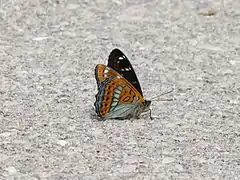 Großer Eisvogel