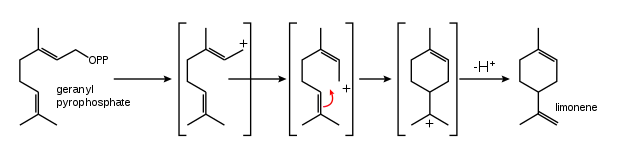 Biosynthese aus Geranylpyrophosphat (GPP)