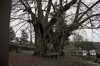 Linde im Zwinger, oder „die Burglinde“