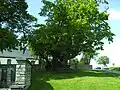 Linde in Reinborn mit Kirche im Hintergrund und links das Kriegerdenkmal