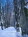 Ganghofer-Allee auf dem Theklaberg im Winter