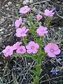 Weichhaariger Lein (Linum pubescens)