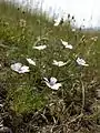 Linum tenuifolium