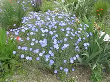 Ausdauernder Lein (Linum perenne)