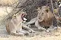 Löwen im Südluangwa-Nationalpark