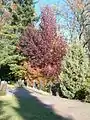 Im Herbst fällt Liquidambar styraciflua sofort unter anderen Bäumen durch seine leuchtenden Laubfarben auf, hier im Botanischen Garten Berlin.