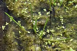 An der Panzertalsperre verbreitet: Strandling (Littorella uniflora)