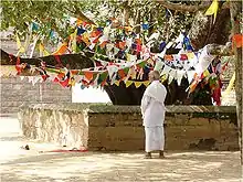 Bodhibaum in der Nähe des Sri Mahabodhi in Anuradhapura, Sri Lanka