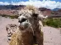 Nahaufnahme eines Lamas, Quebrada de Cafayate