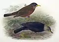 Lord-Howe-Inseldrossel † (ausgestorben) Turdus poliocephalus vinitinctus Verbreitung: Lord Howe Island