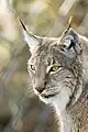 Luchs