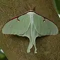 Actias luna