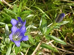 Lungenenzian (Gentiana pneumonanthe) an der Panzertalsperre