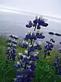 Alaska-Lupine (Lupinus nootkatensis)