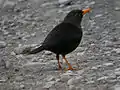 Turdus poliocephalus thomassoni Verbreitung: Luzon