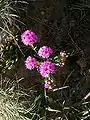 Alpen-Pechnelke (Lychnis alpina), Draufsicht